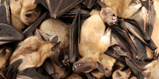 Fruit bats for sale for 1,000 Central African Francs each at an outdoor market in Brazzaville, the capital of Republic of Congo. Three species of African fruit bats harbor the Ebola virus, says a study appearing in the British Weekly journal Nature.
